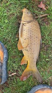 Common Carp