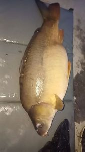Mirror Carp