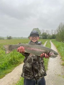 Rainbow Trout