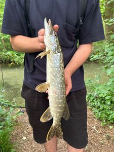 Northern Pike