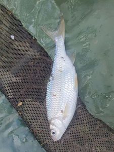 Common Bream