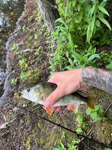 European Perch