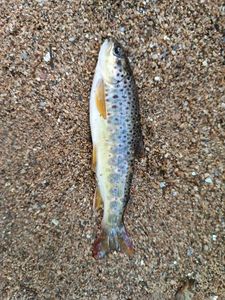 Brown Trout