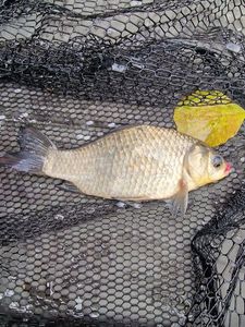 Crucian Carp