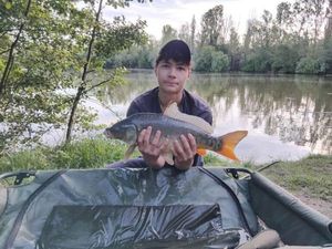 Common Carp