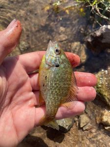 Green Sunfish
