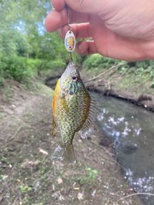 Green Sunfish