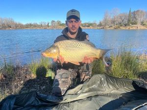 Common Carp