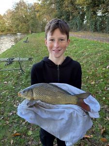 Common Carp