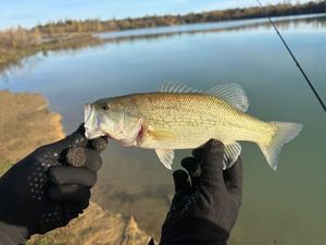 Largemouth Bass
