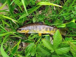 Brown Trout