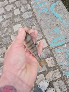 European Perch