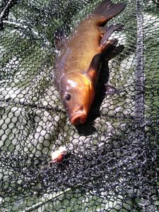 Tench