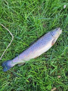 Brown Trout