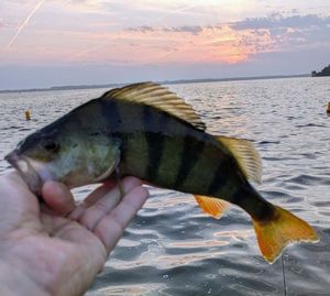 European Perch