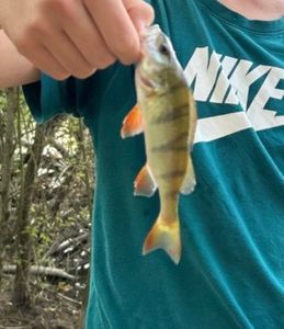 European Perch