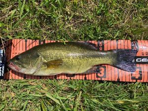 Largemouth Bass
