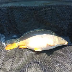 Mirror Carp