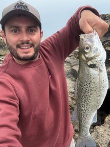 Spotted Seabass
