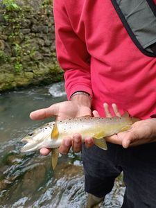 Brown Trout