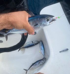 Chub Mackerel