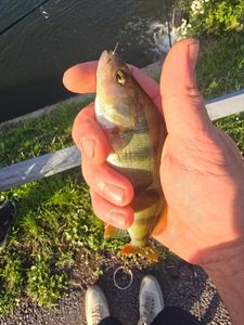 European Perch