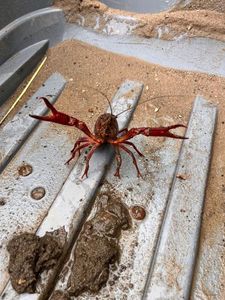 Spinycheek Crayfish