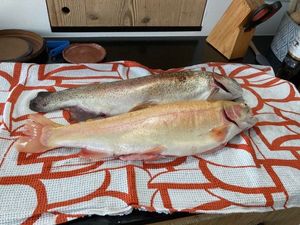 Brown Trout
