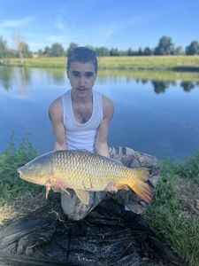 Common Carp
