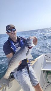 European Bass (Seabass)