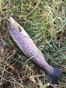 Brown Trout