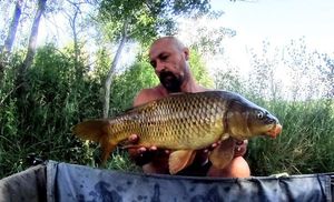 Carpe commune