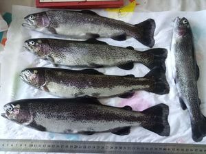 Rainbow Trout