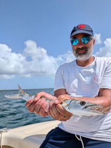 Great Barracuda