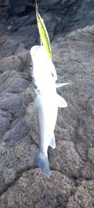 European Bass (Seabass)