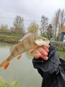 European Perch