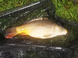 Mirror Carp