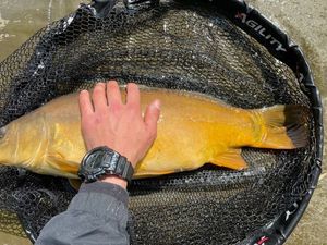 Leather Carp