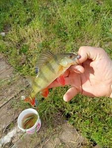 European Perch