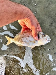 Gilthead Seabream