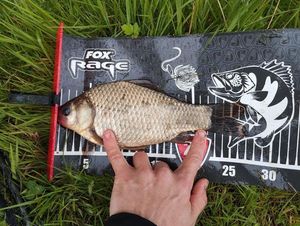 Crucian Carp