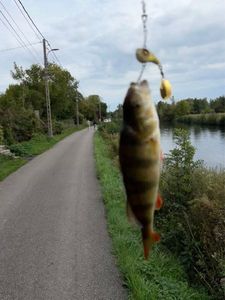 European Perch