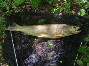 Brown Trout
