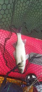 European Bass (Seabass)