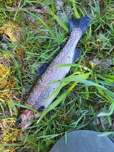 Rainbow Trout