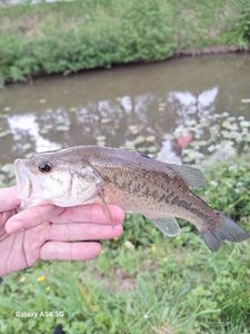 Largemouth Bass