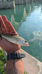 Largemouth Bass