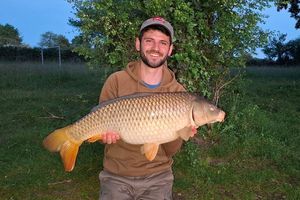 Common Carp