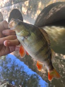 European Perch