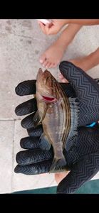 Goldblotch Grouper